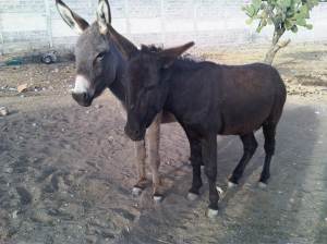 IMG07675-20121231-1639