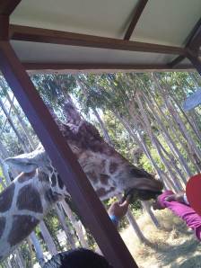 IMG09806-20130329-1114