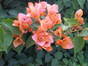 IMG10069-20130409-1752