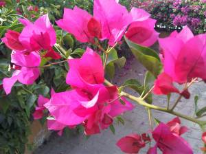 IMG10070-20130409-1753