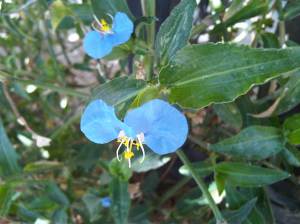 IMG10085-20130411-1150