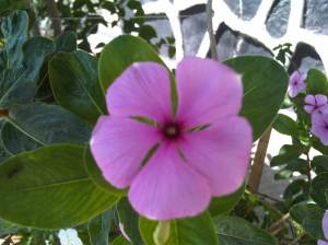 IMG10086-20130411-1151