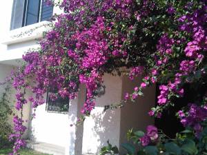 IMG10425-20130419-1014