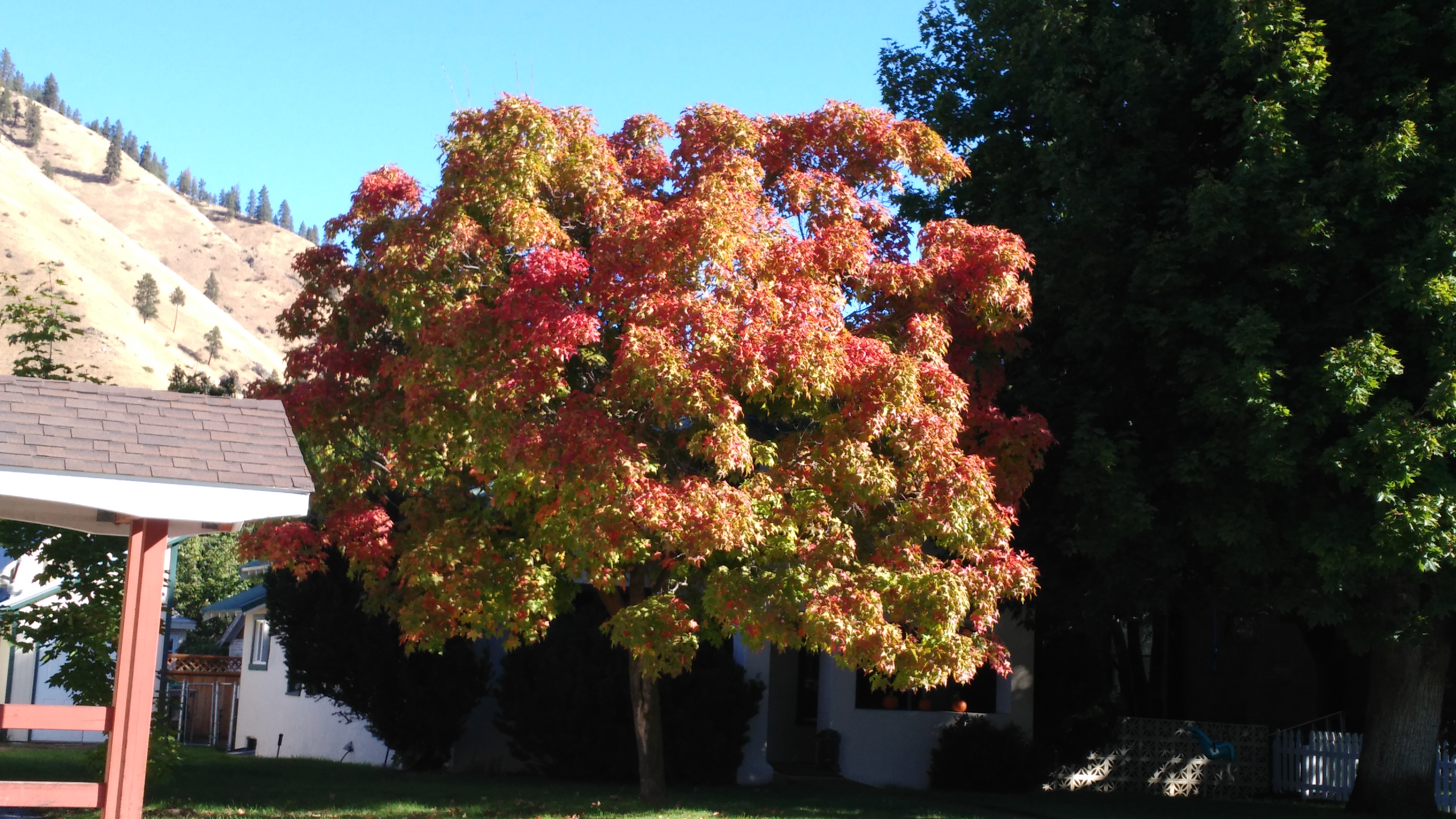 My Tree Cashmere (2)