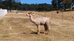 Alpaca
