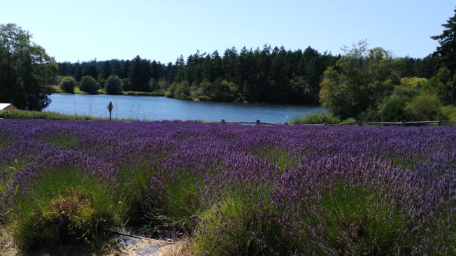 Lavender Farm