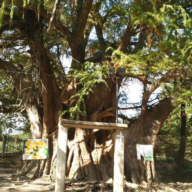 49587745_10156218044679205_5923994098691211264_n