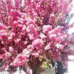 A Walk Through&nbsp;Cashmere